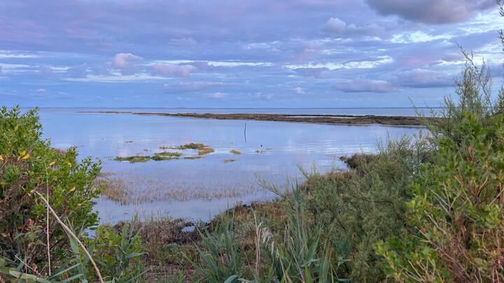 sentier-Teich-littoral.jpg Sentier côtier au Teich le matin entre parc ornithologique, bruits d'oiseaux et vue sur le Bassin